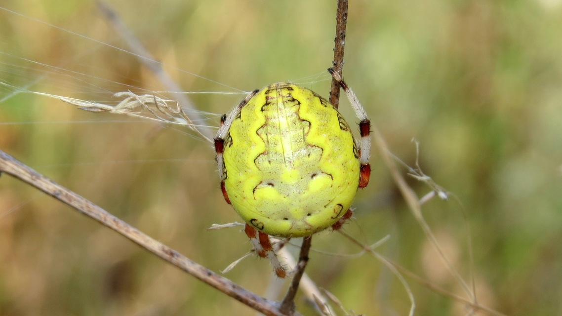 Araneus marmoreus - márványos keresztespók