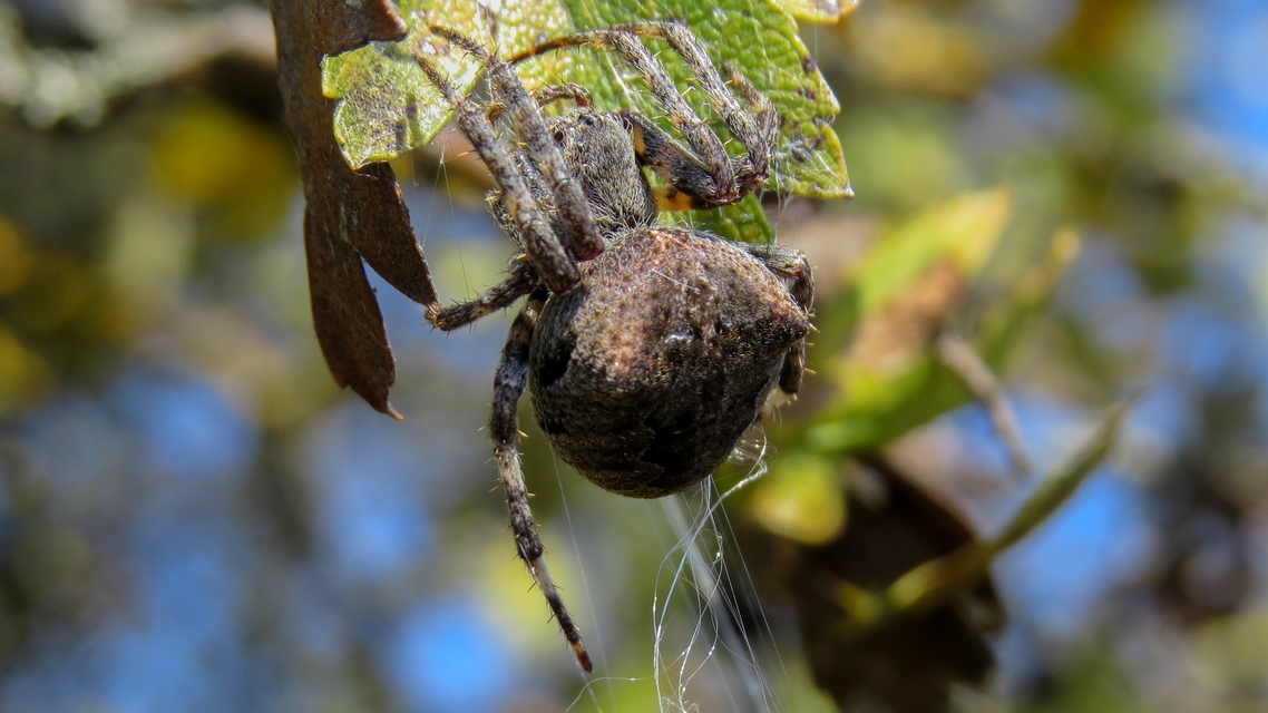 Araneus circe/angulatus