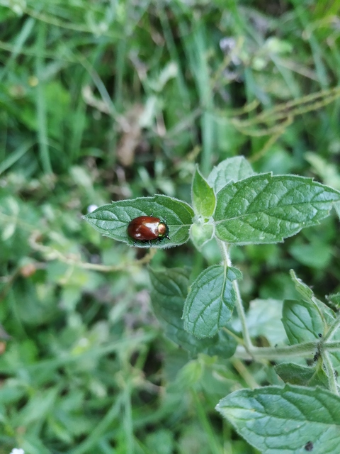 Chrysolina polita - réti mentalevelész Chrysolina polita - réti mentalevelész