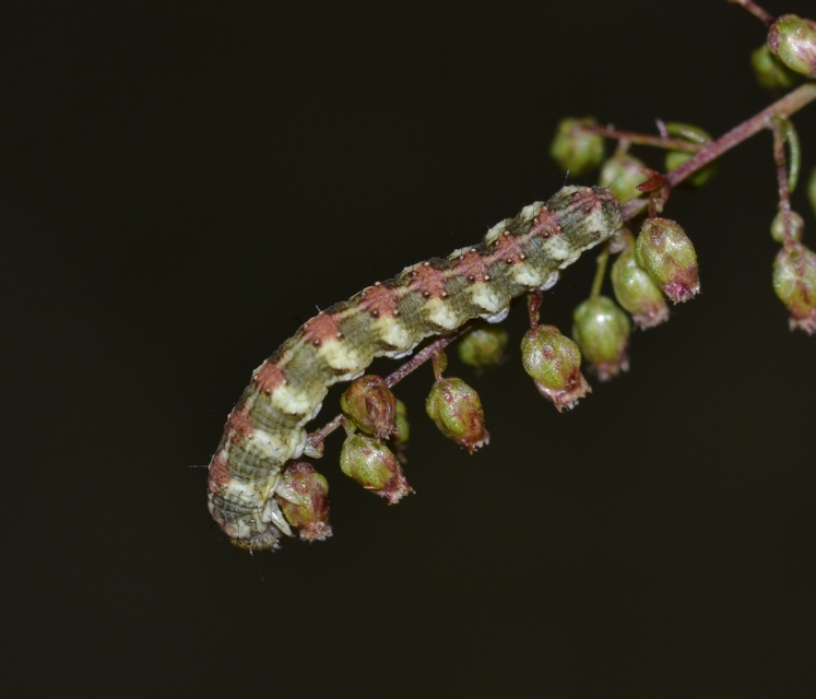 Cucullia scopariae - seprősüröm-csuklyásbagoly
