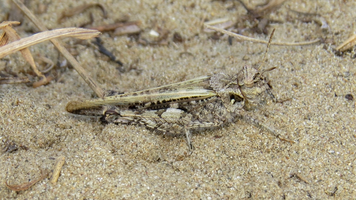 Acrotylus insubricus - önbeásósáska