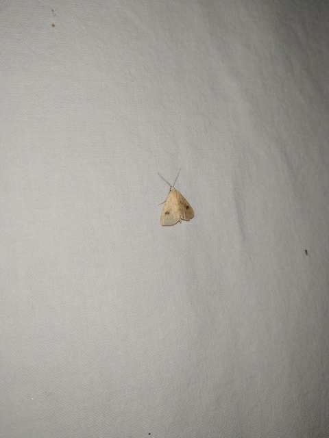 Rivula sericealis - selymes lórombagoly