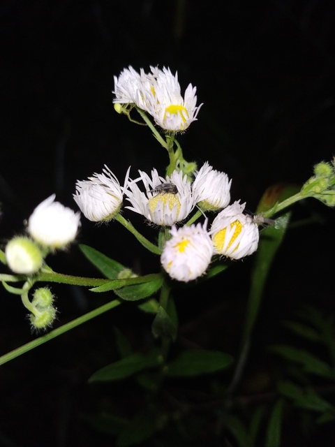 Variimorda villosa - szalagos maróka