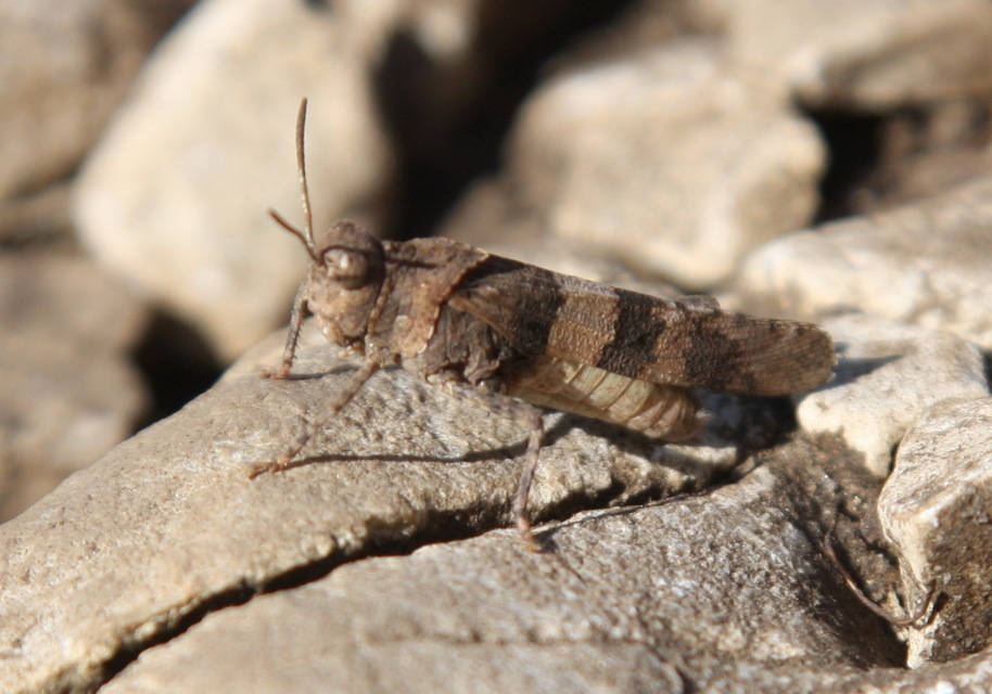 Oedipoda caerulescens - kékszárnyú sáska