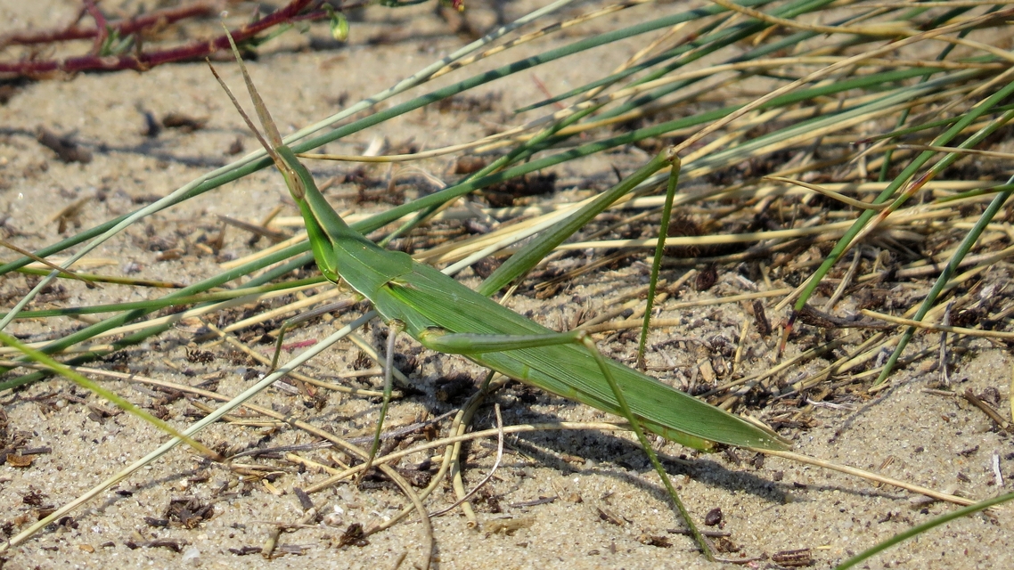 Acrida ungarica - sisakos sáska Acrida ungarica - sisakos sáska