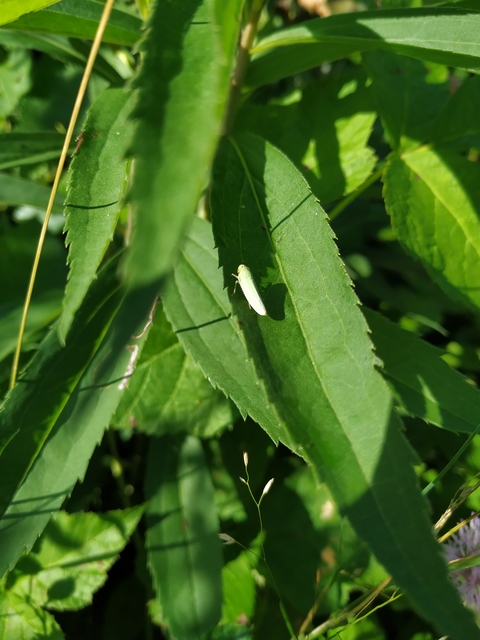 Cicadella viridis - méregzöld kabóca