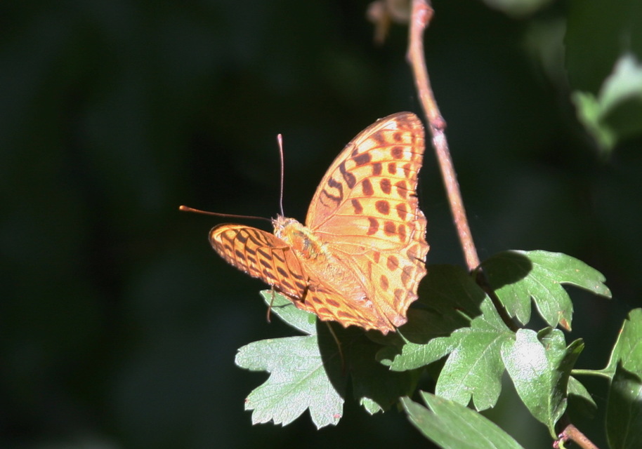 Argynnis paphia - nagy gyöngyházlepke