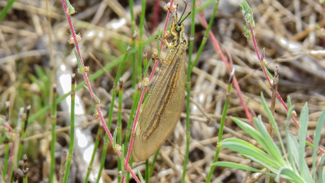 Myrmecaelurus trigrammus - hangyafarkas