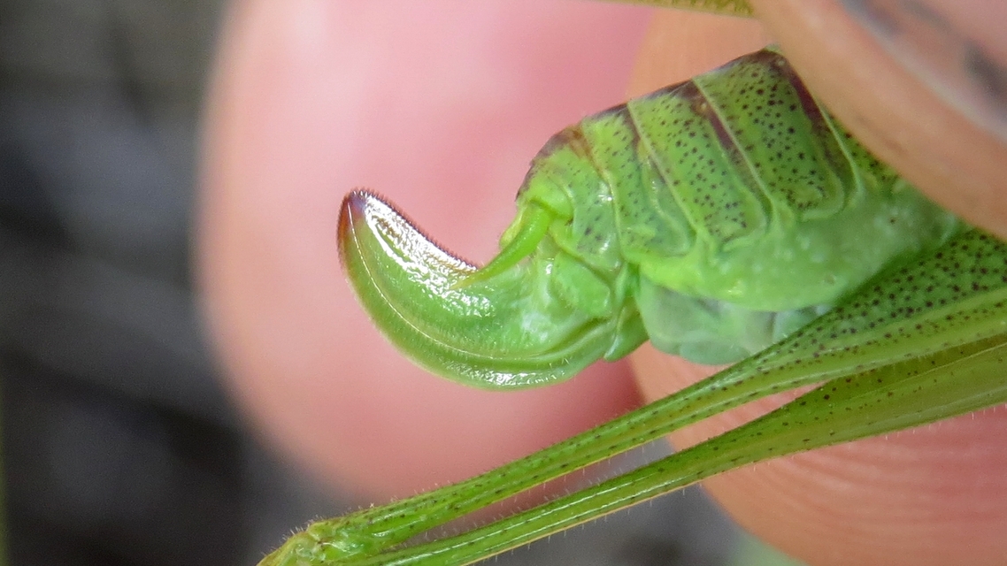 Phaneroptera nana - pontozott repülőszöcske
