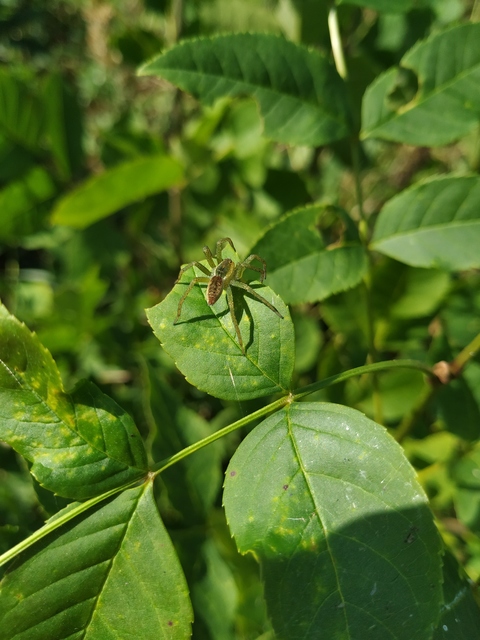 Dolomedes plantarius/fimbriatus