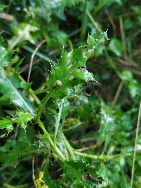Cassida
