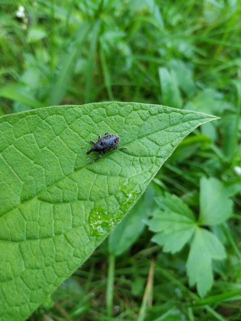 Larinus sturnus - aszat-púderbarkó