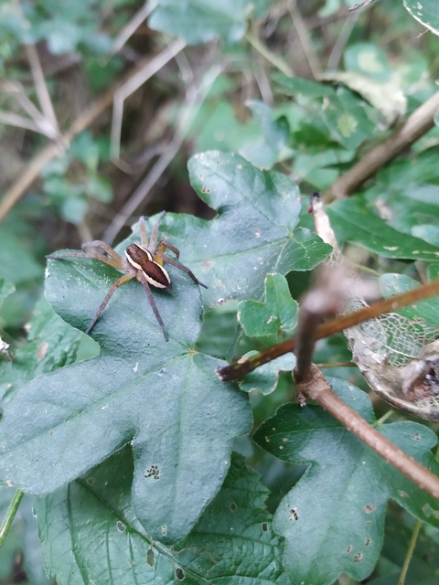 Dolomedes plantarius/fimbriatus