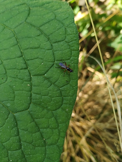 Chloropidae - gabonalegyek