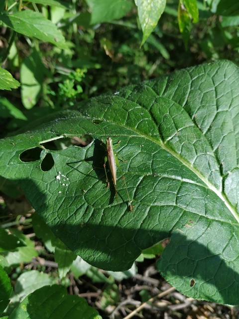 Conocephalus fuscus - kis kúpfejűszöcske