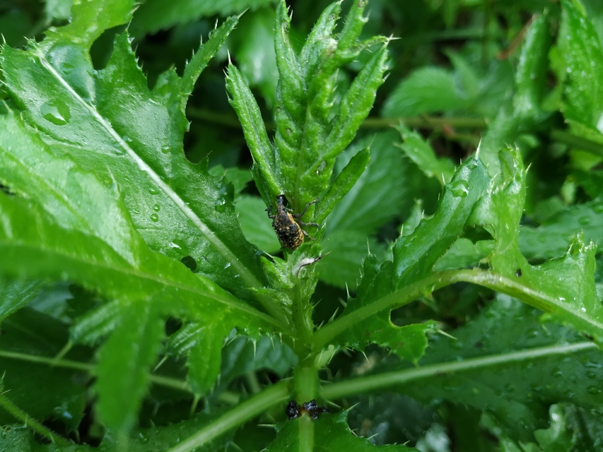 Larinus sturnus - aszat-púderbarkó