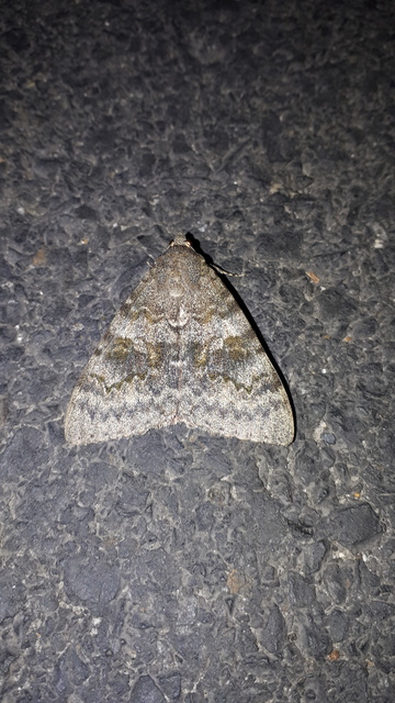 Catocala elocata - közönséges övesbagoly