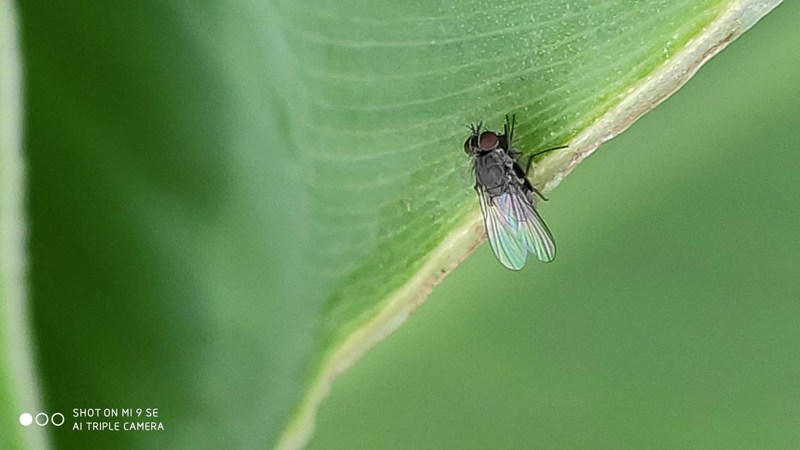 Coenosia agromyzina
