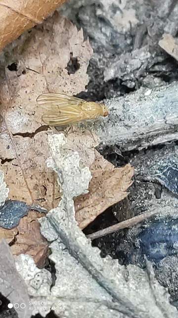 Lauxaniidae - pudvalegyek
