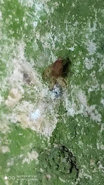 Lauxaniidae - pudvalegyek