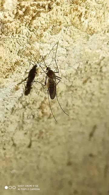 Culicidae - csípőszúnyogok