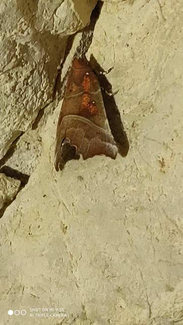 Scoliopteryx libatrix - vörös csipkésbagoly