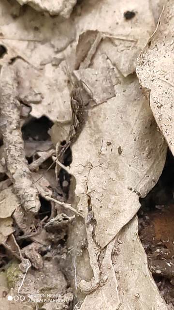 Archaeognatha - Ugróősrovarok