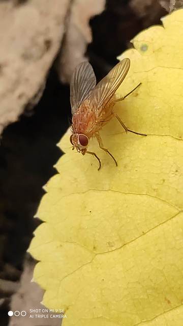 Muscidae - igazi legyek
