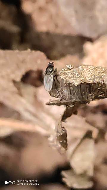 Sphaeroceridae - trágyalegyek
