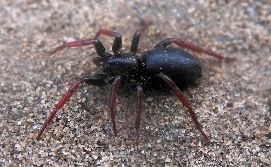 Trachyzelotes pedestris - vöröslábú gyászpók