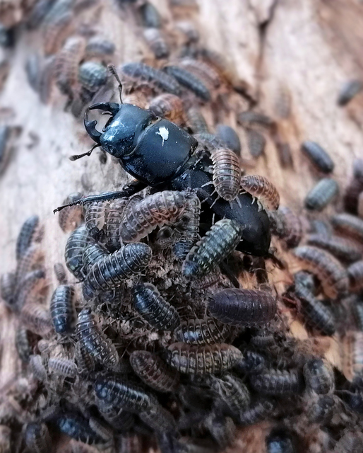 Armadillidium