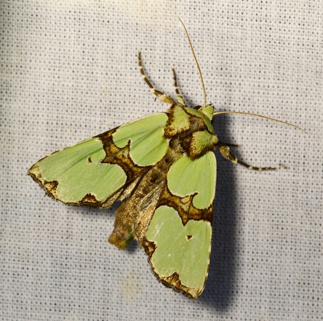 Staurophora celsia - buckabagoly