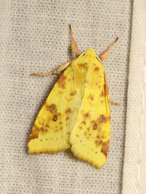 Cirrhia icteritia - nyárfa-sárgabagoly