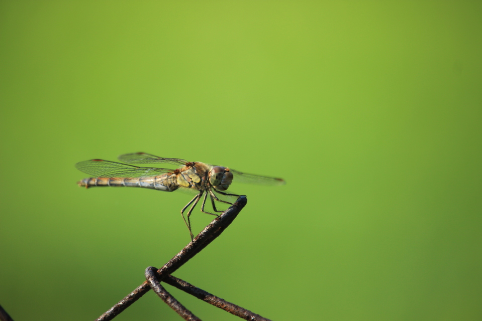 Sympetrum striolatum - harántsávos katona-szitakötő