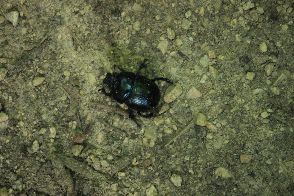 Anoplotrupes stercorosus - erdei álganéjtúró
