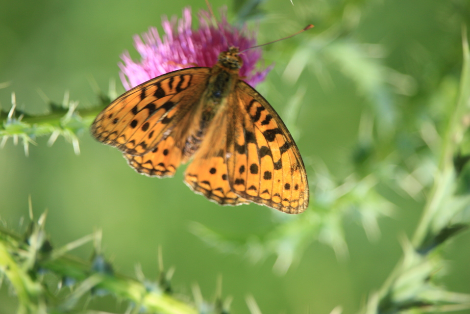 Argynnis adippe - ezüstös gyöngyházlepke