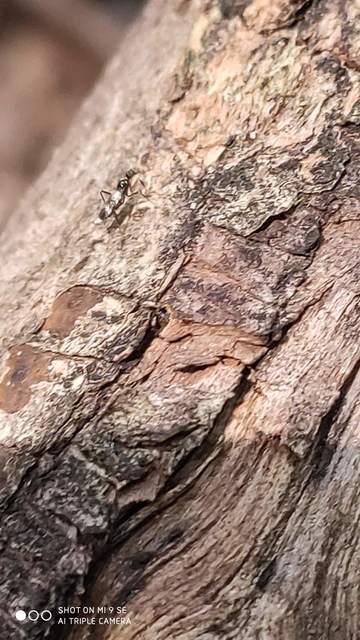 Hybotidae