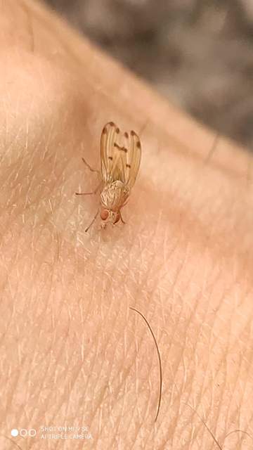 Lauxaniidae - pudvalegyek