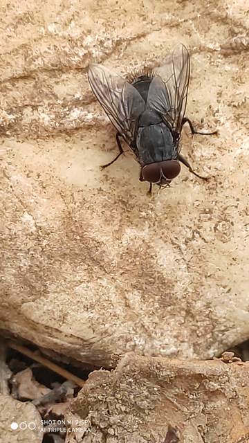 Muscina prolapsa