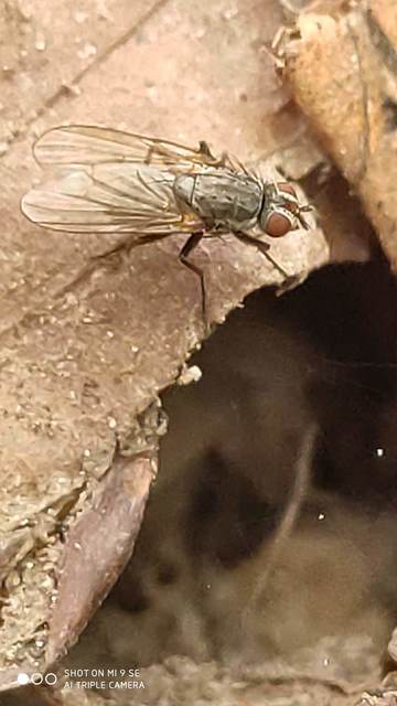 Muscidae - igazi legyek