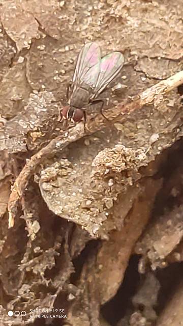 Muscidae - igazi legyek