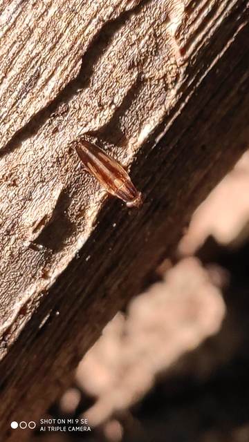 Peplomyza