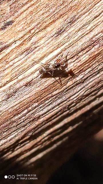 Hybotidae