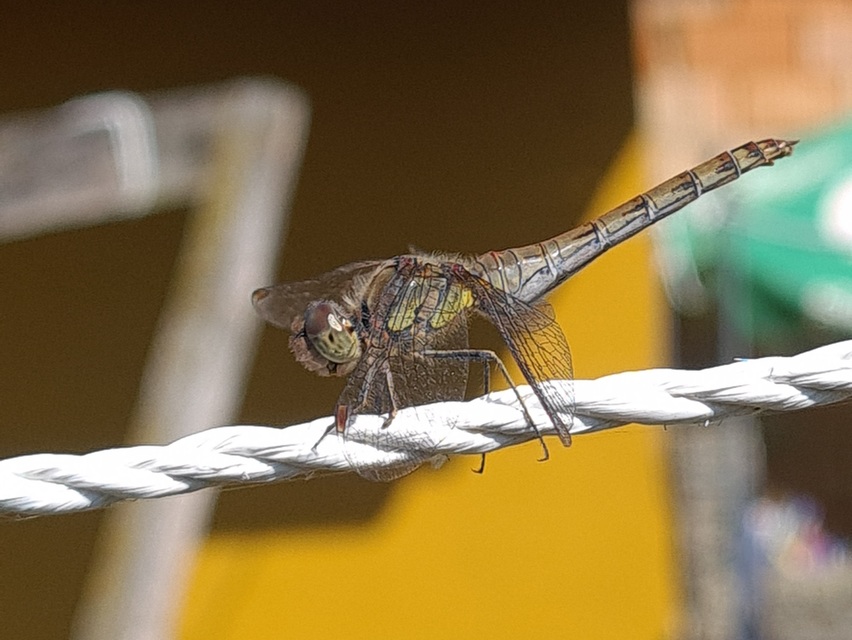 Sympetrum striolatum - harántsávos katona-szitakötő
