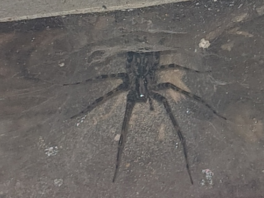 Tegenaria