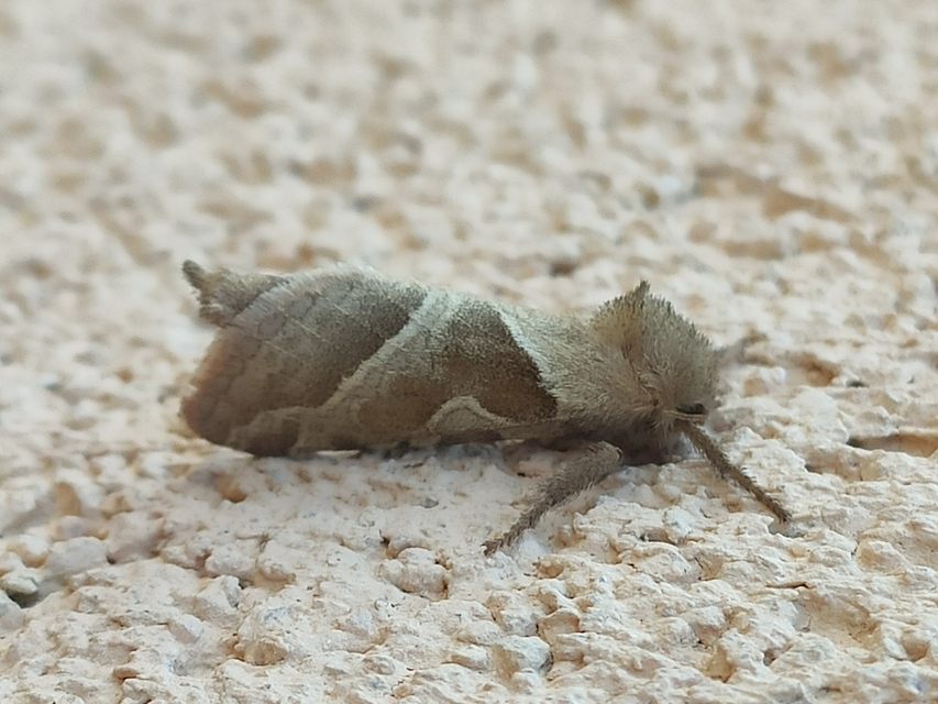 Triodia sylvina - kis gyökérrágólepke