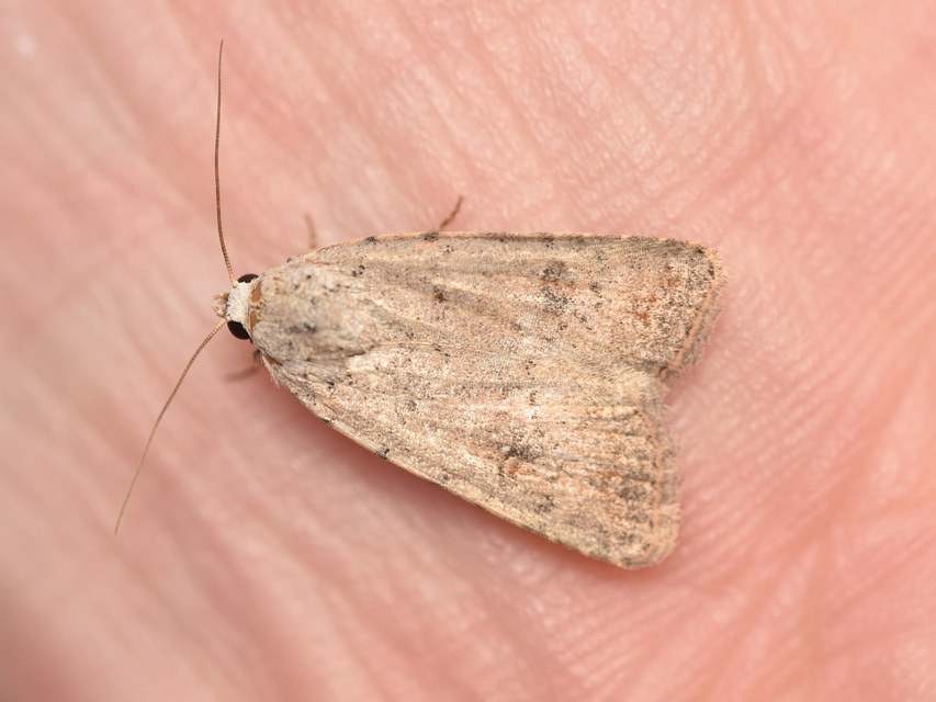 Paradrina clavipalpis - közönséges selymesbagoly