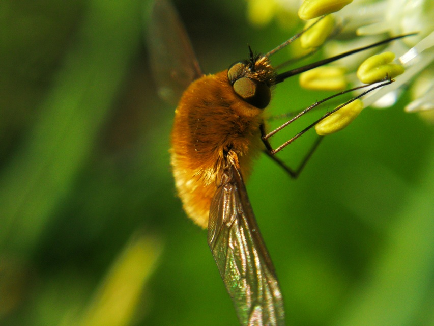 Systoechus ctenopterus