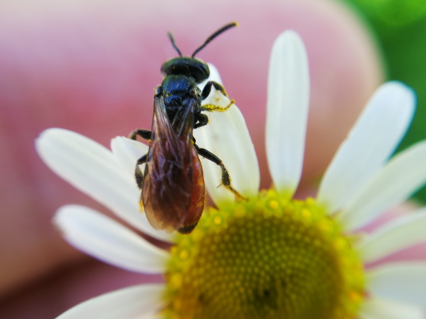 Sphecodes
