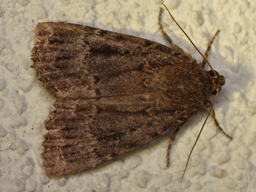 Amphipyra berbera/pyramidea